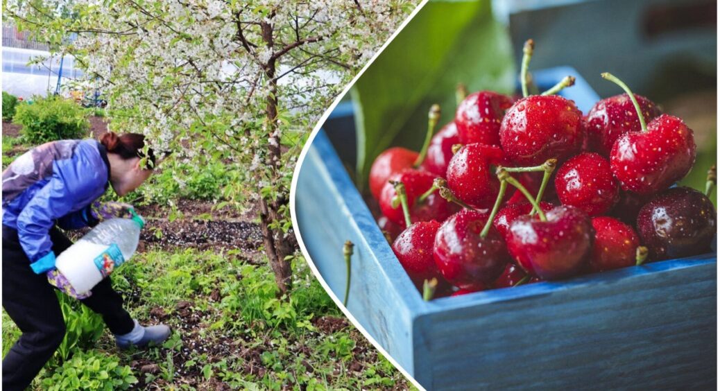 Вишнева інвестиція: у вересні підживлюю дерева “цим” – і в наступному році ягоди самі осипаються у відра 