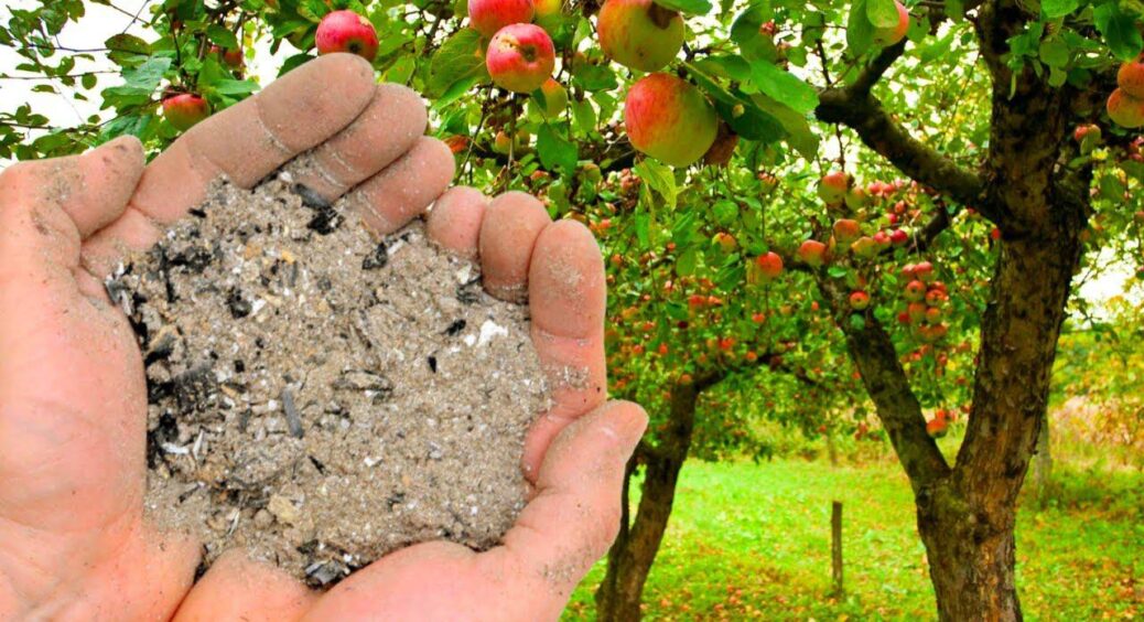 Підживлюю яблуню восени по-особливому – так робить кум-садівник: 100% гарантія рекордної врожайності 
