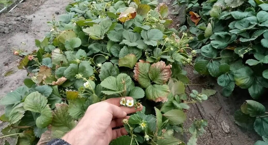 Готую полуницю до зими за методом черкаського агронома: влітку 5 кущів дають аж по 6-7 кг ягід без добрив 