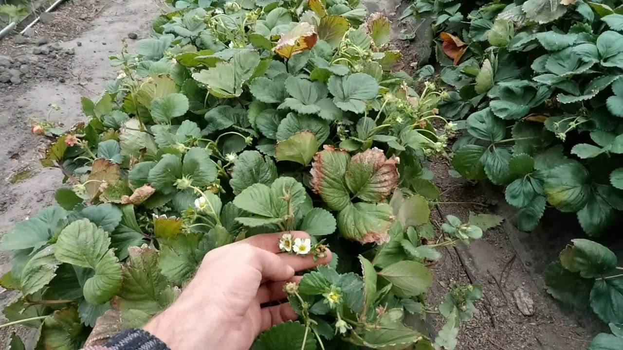 Агрономи розповіли, як підготувати полуницю до зими