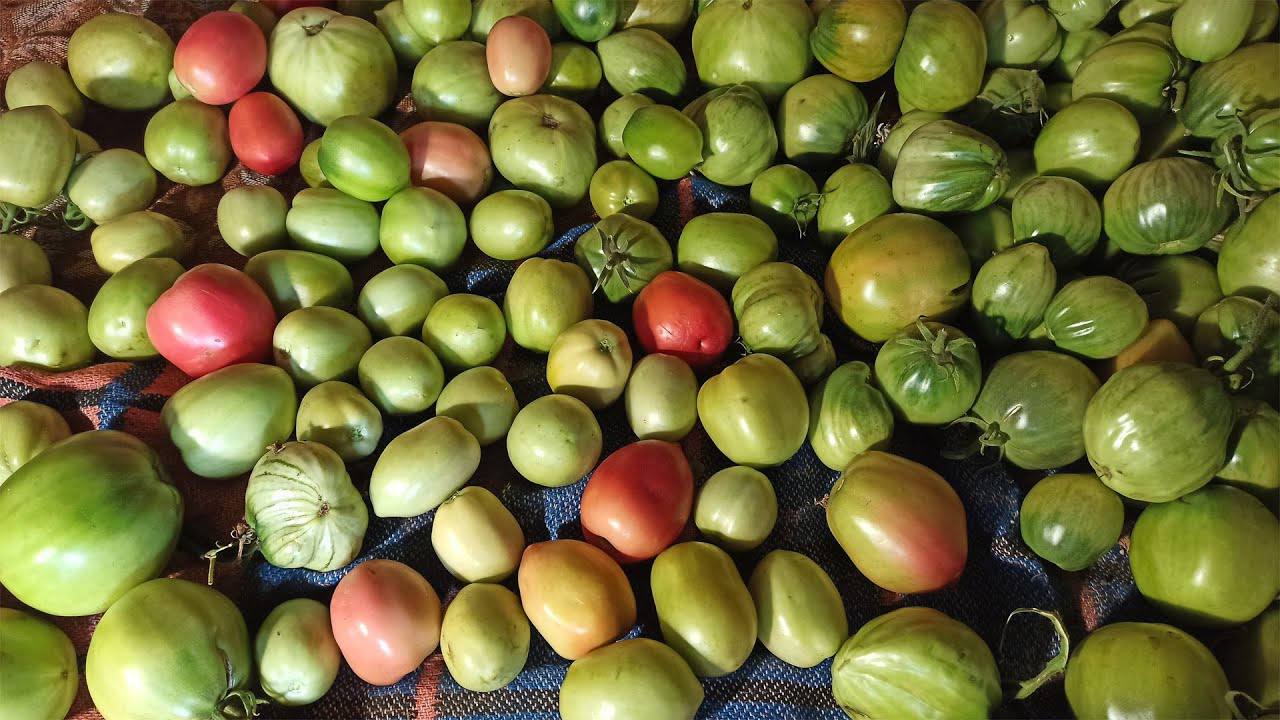 Городники поділилися способом, який допоможе прискорити дозрівання помідорів