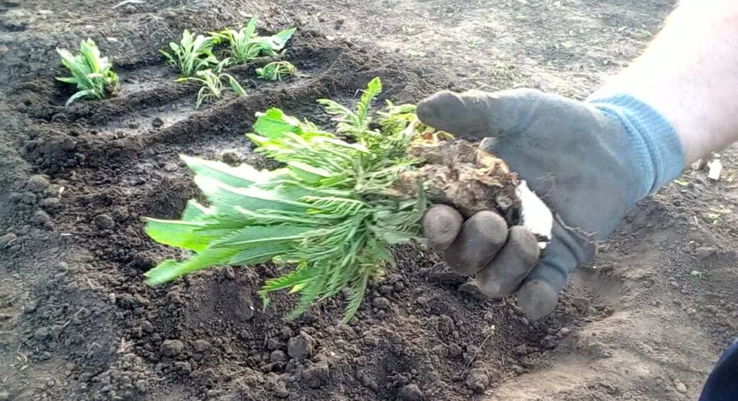 Уже понад 30 років саджаю хрін на городі у вересні: ось чим він насправді корисний – 3 беззаперечні плюси 