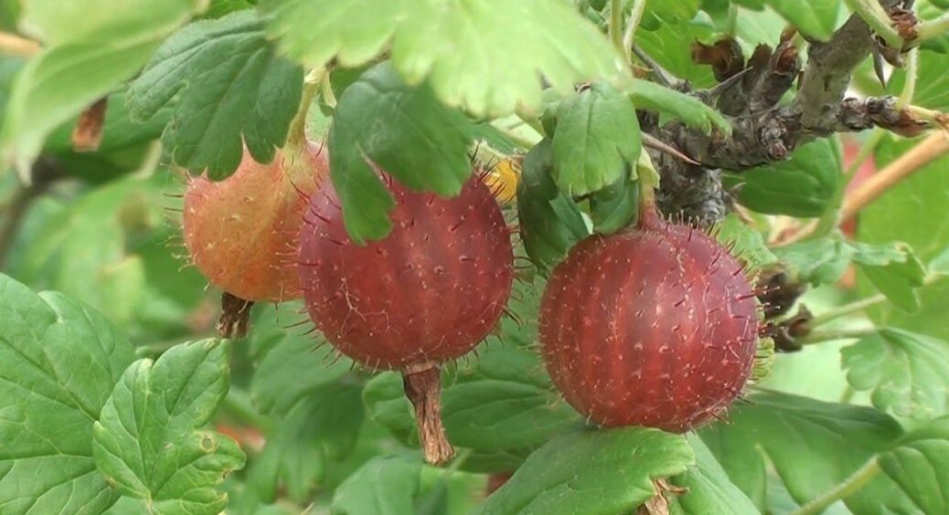 На новому місці: підслухала у черзі за рибою, як пересадити аґрус, щоб не залишитися без ягід – трюк 10 з 10 