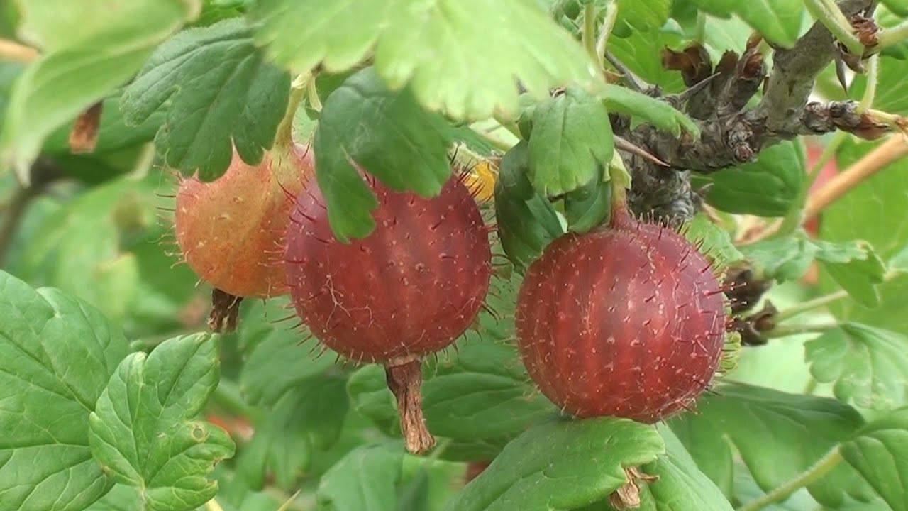 Садівники розповіли, як пересадити аґрус, щоб він продовжив рясно плодоносити