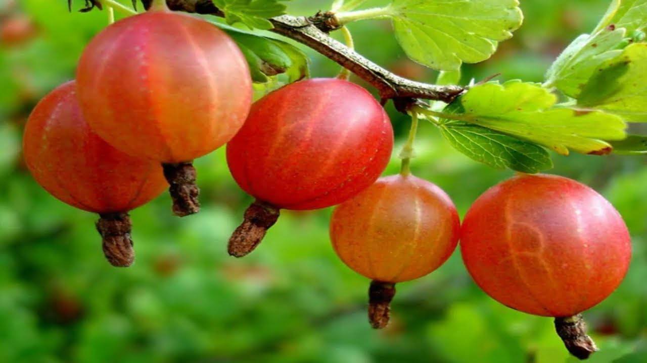Садівники розповіли, як пересадити аґрус, щоб він продовжив рясно плодоносити
