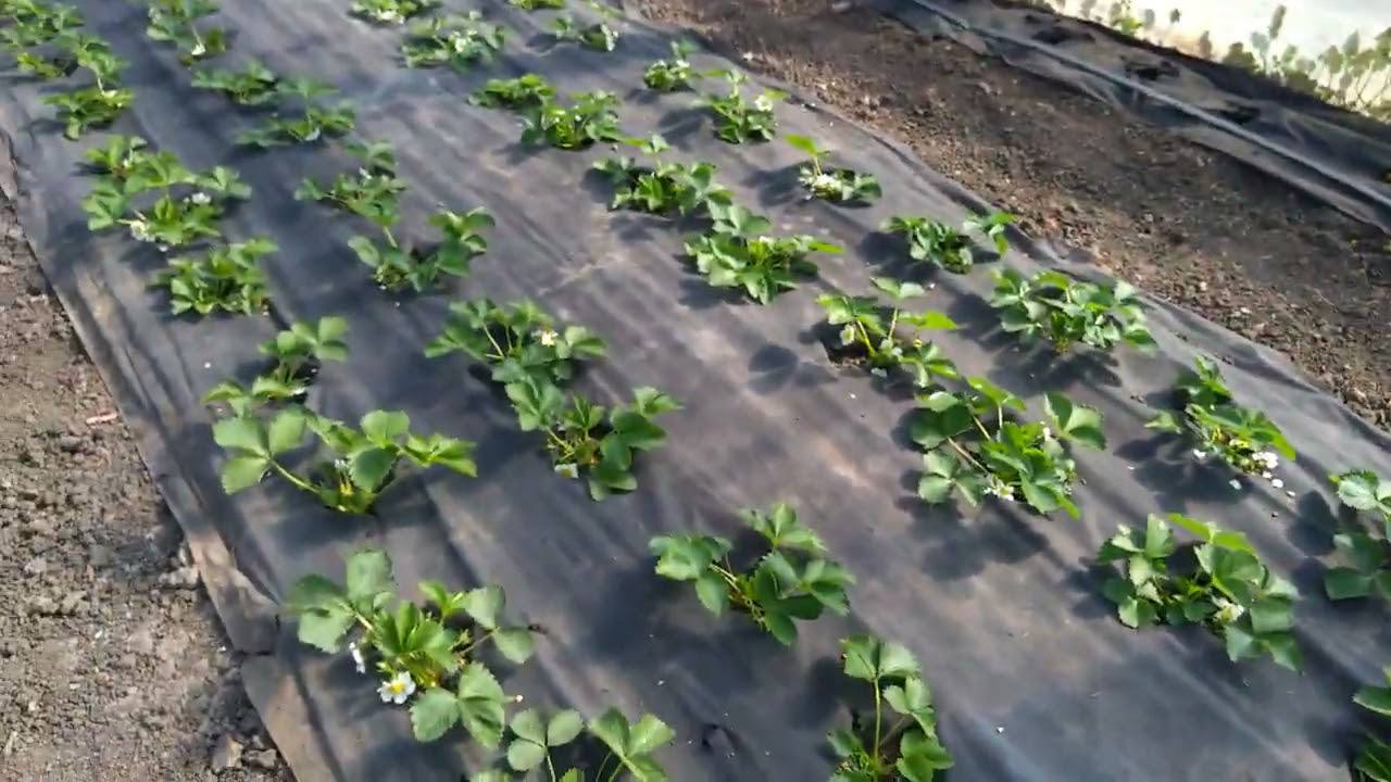 Садівники розповіли, як ефективно врятувати полуницю від заморозків