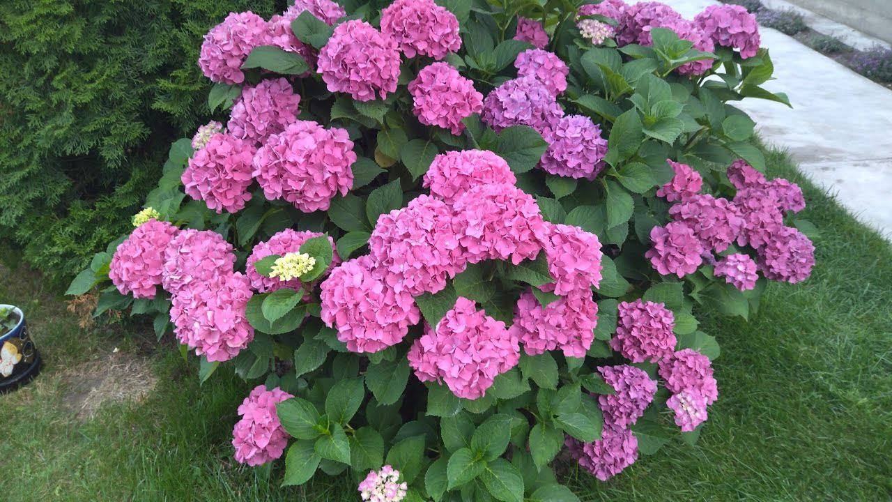 Квітникарі розповіли, як правильно провести осінню обрізку гортензій