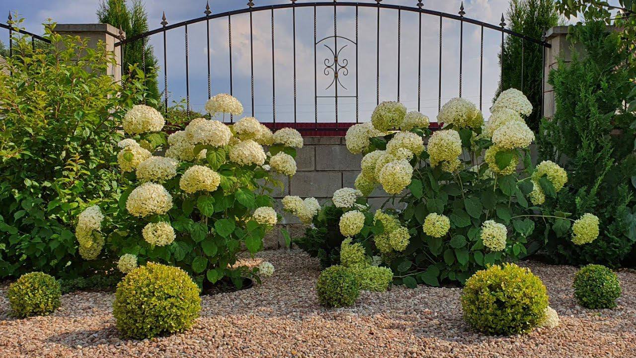 Квітникарі розповіли, як правильно провести осінню обрізку гортензій