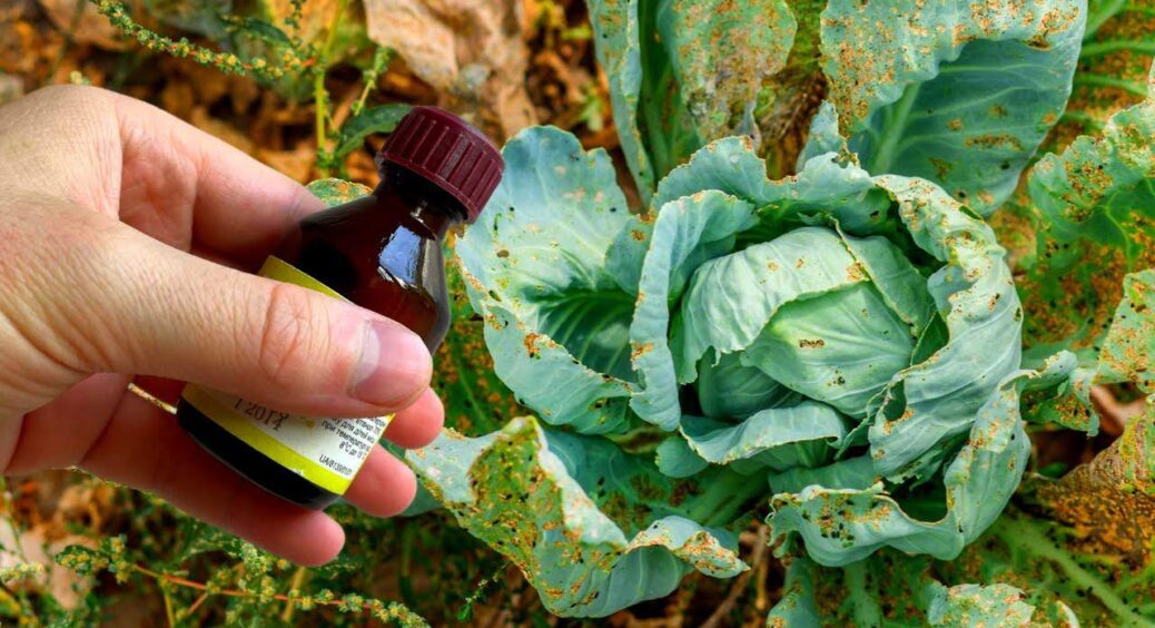 Лише 1 компонент: ось чим я обробляю капусту від ненажерливих шкідників – блішка тікає після обробки 