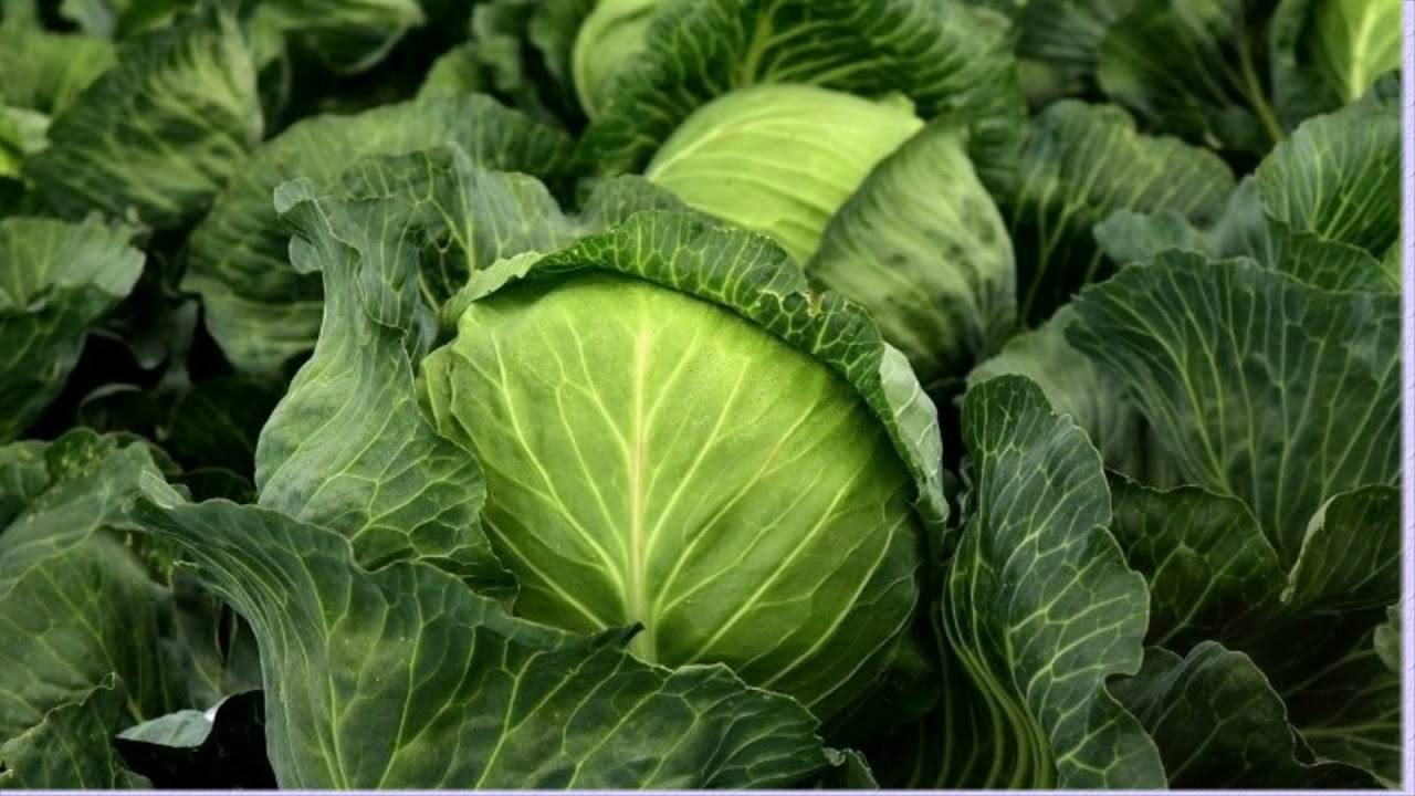 Городники пояснили, як перегній діє на врожай та якість капусти