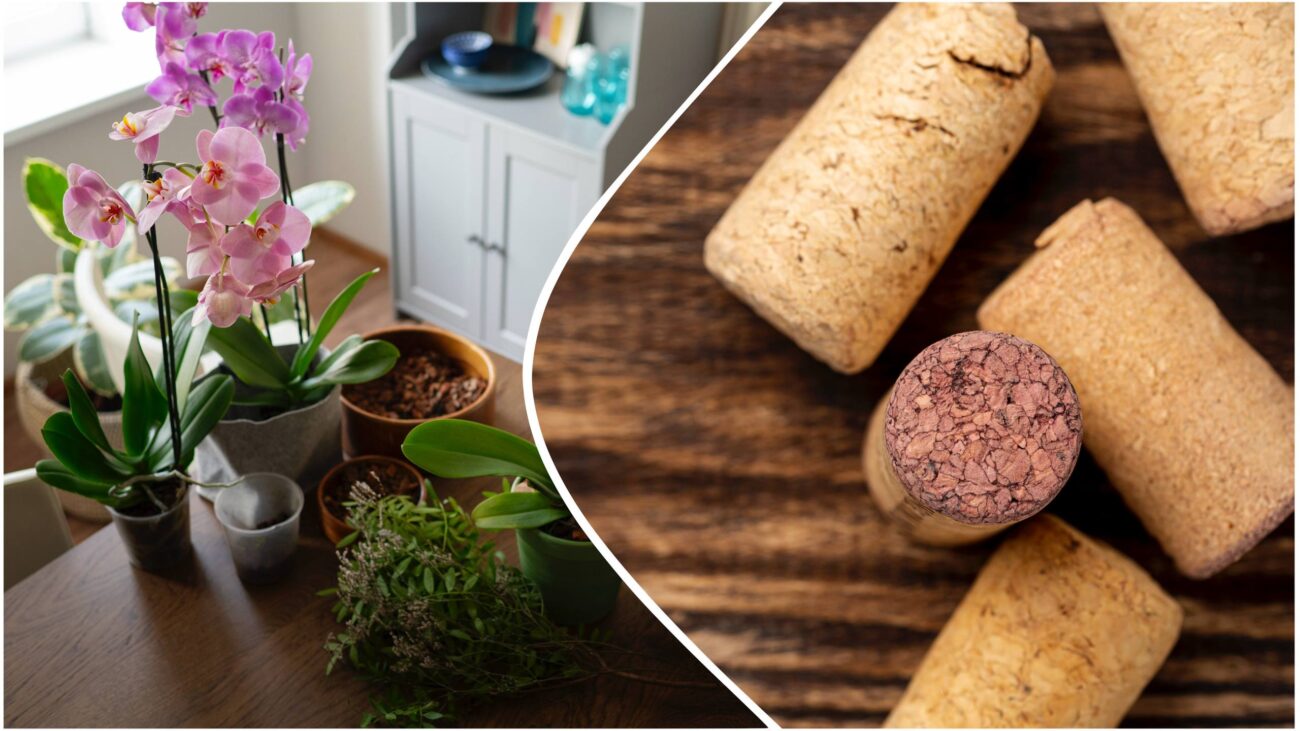 Експерти розповіли, як пробки від винних пляшок допомагають у догляді за квітами