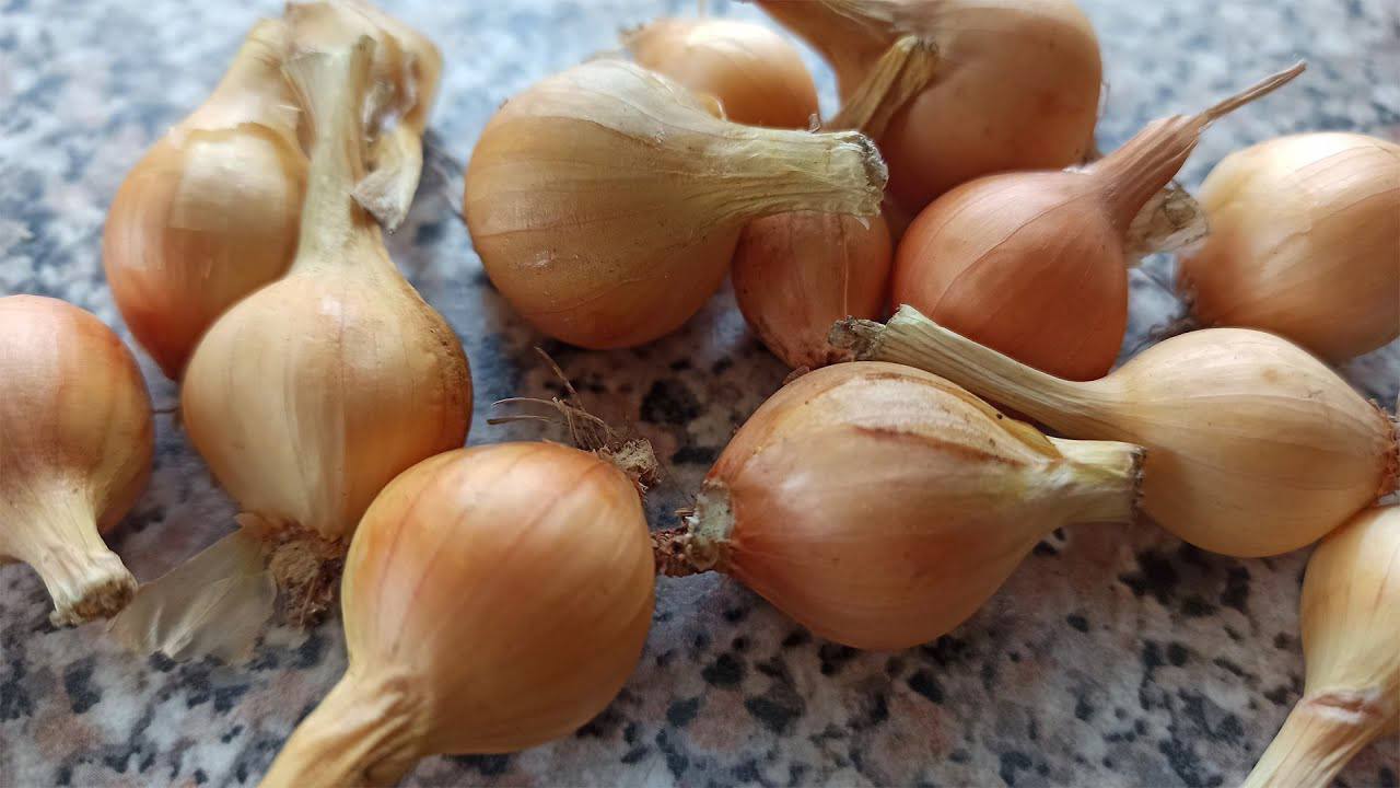 Городники розповіли, коли висаджувати цибулю під зиму та як підготувати грядку