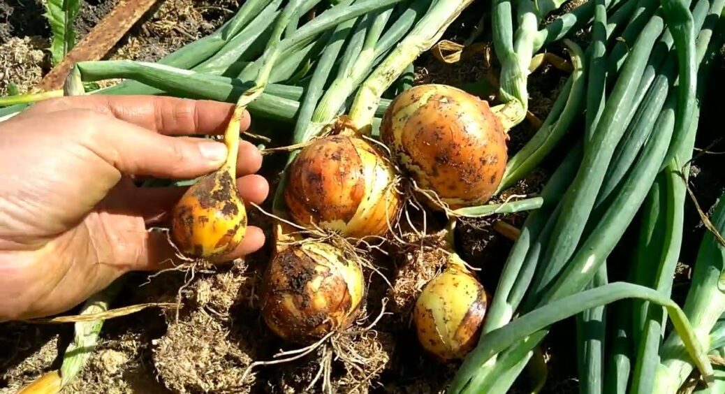 Не знала, що можна садити цибулю восени: тепер висаджую 3 рядки і навесні збираю врожай раніше за всіх 