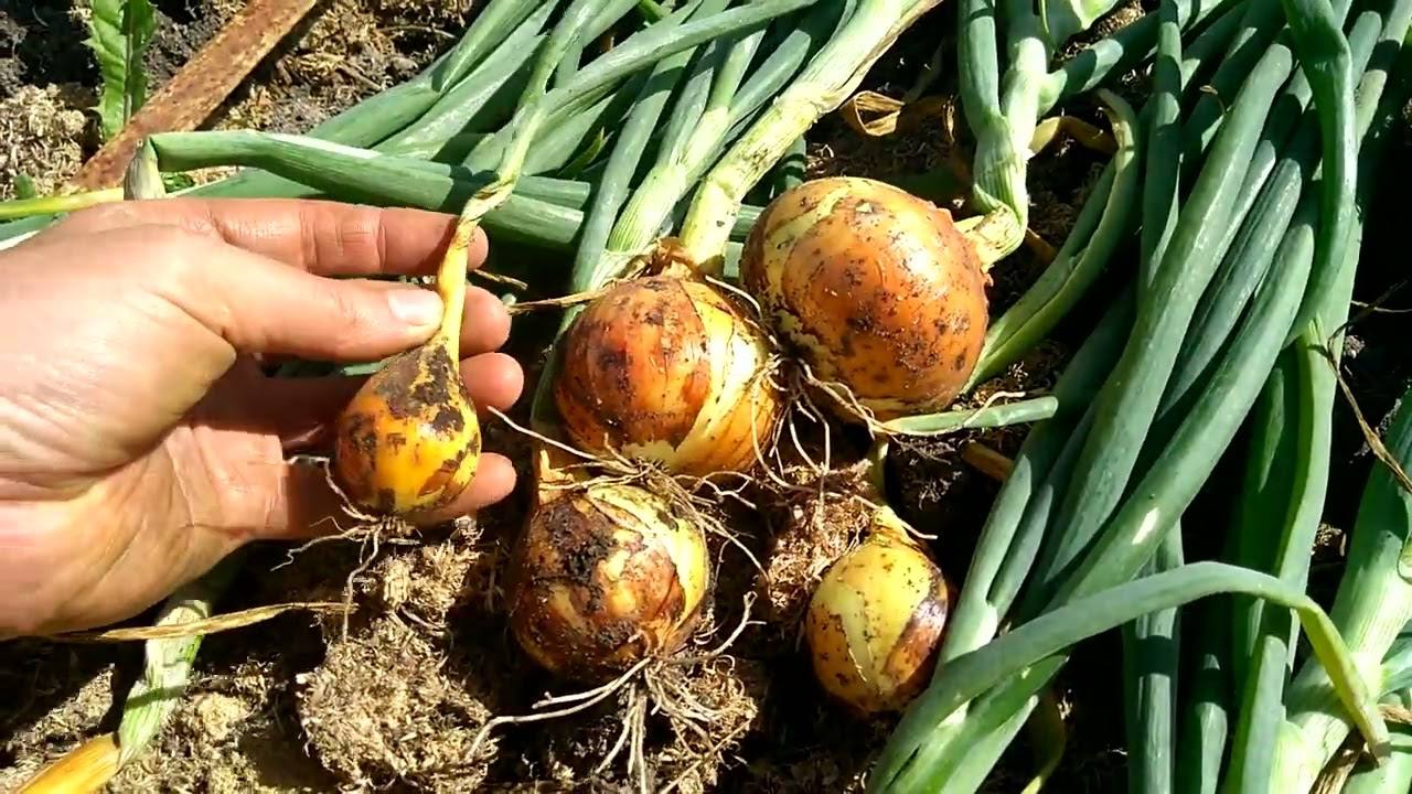 Експерти розповіли про найкращі сорти озимої цибулі