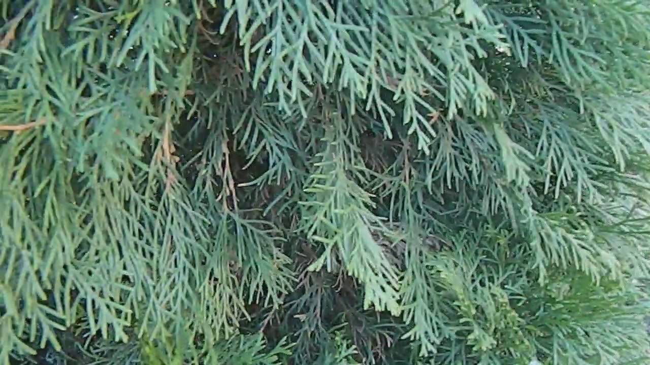 Садівники розповіли, як правильно доглядати за туями восени