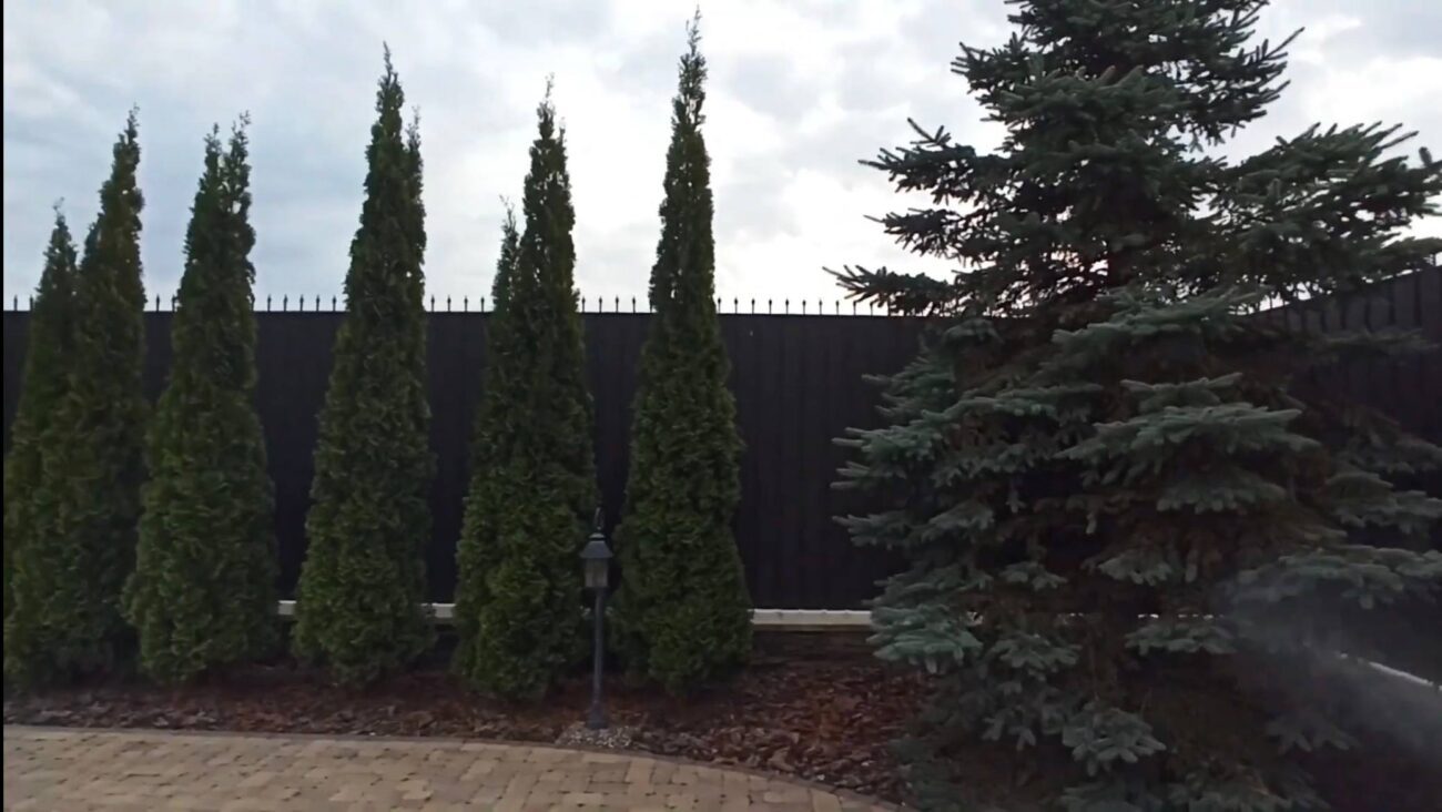 Садівники розповіли, як правильно доглядати за туями восени