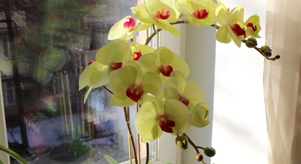 Орхідея не цвіла через те, що стояла не там: переставила – і отримала “бум” із 12 квіток, а раніше їх було 0 