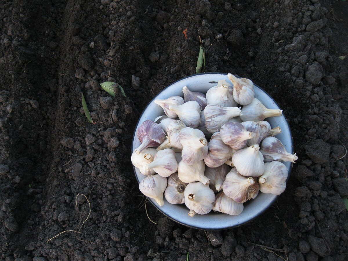 Експерти розповіли, як правильно вирощувати часник на городі