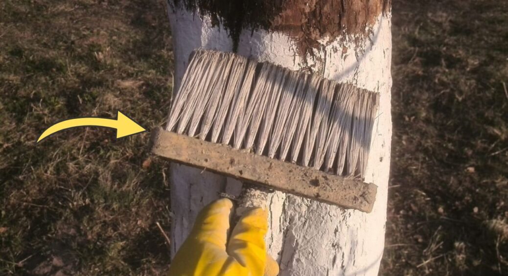 Наближаються 3 обов’язкових дні для осінньої побілки дерев: не естетика, а захист – всім садівникам знати 