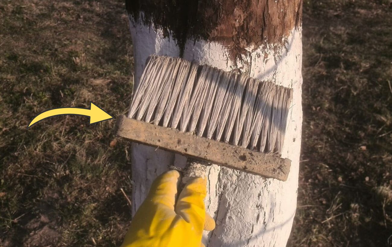 Як і коли правильно білити дерева восени