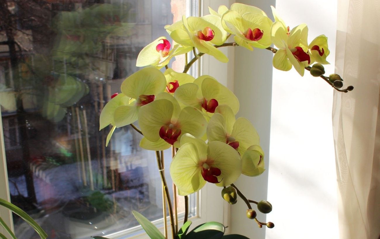 Квітникарі розповіли, як правильно поливати орхідею