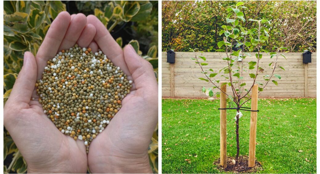 30 років досвіду переконали мене: під час осінньої посадки яблунь і груш варто дати саме ці підживки 