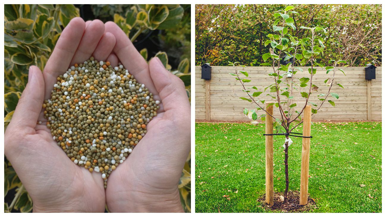 Садівники розповіли про осінні добрива під час посадки яблуні і груші