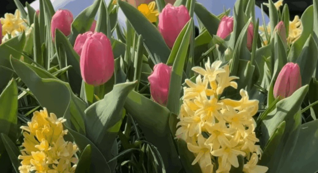 Подруга вчилася цьому в Нідерландах, а я сама опанувала: саджу тюльпани, нарциси за голландською технологією 