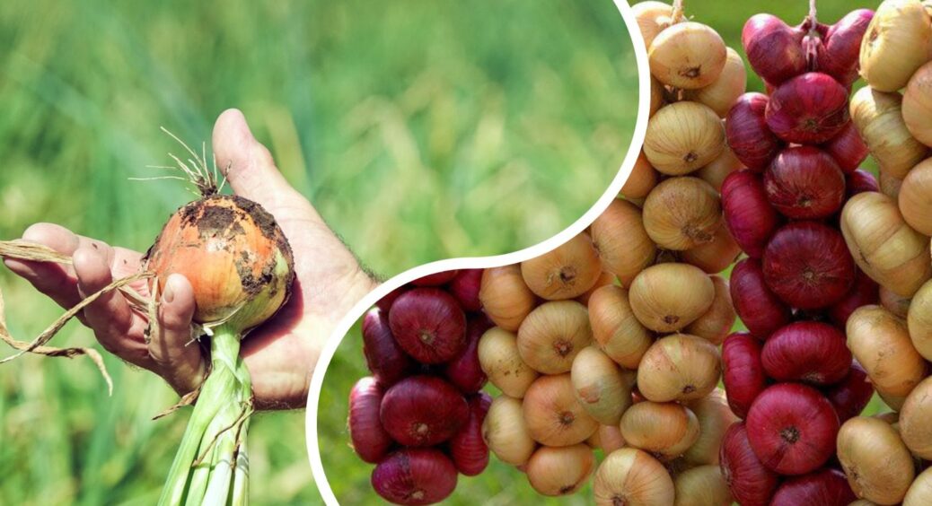 Сода, дріжджі, сіль. І це не про кулінарію, а про город: 3 секрети з кухні для успішного вирощування цибулі 