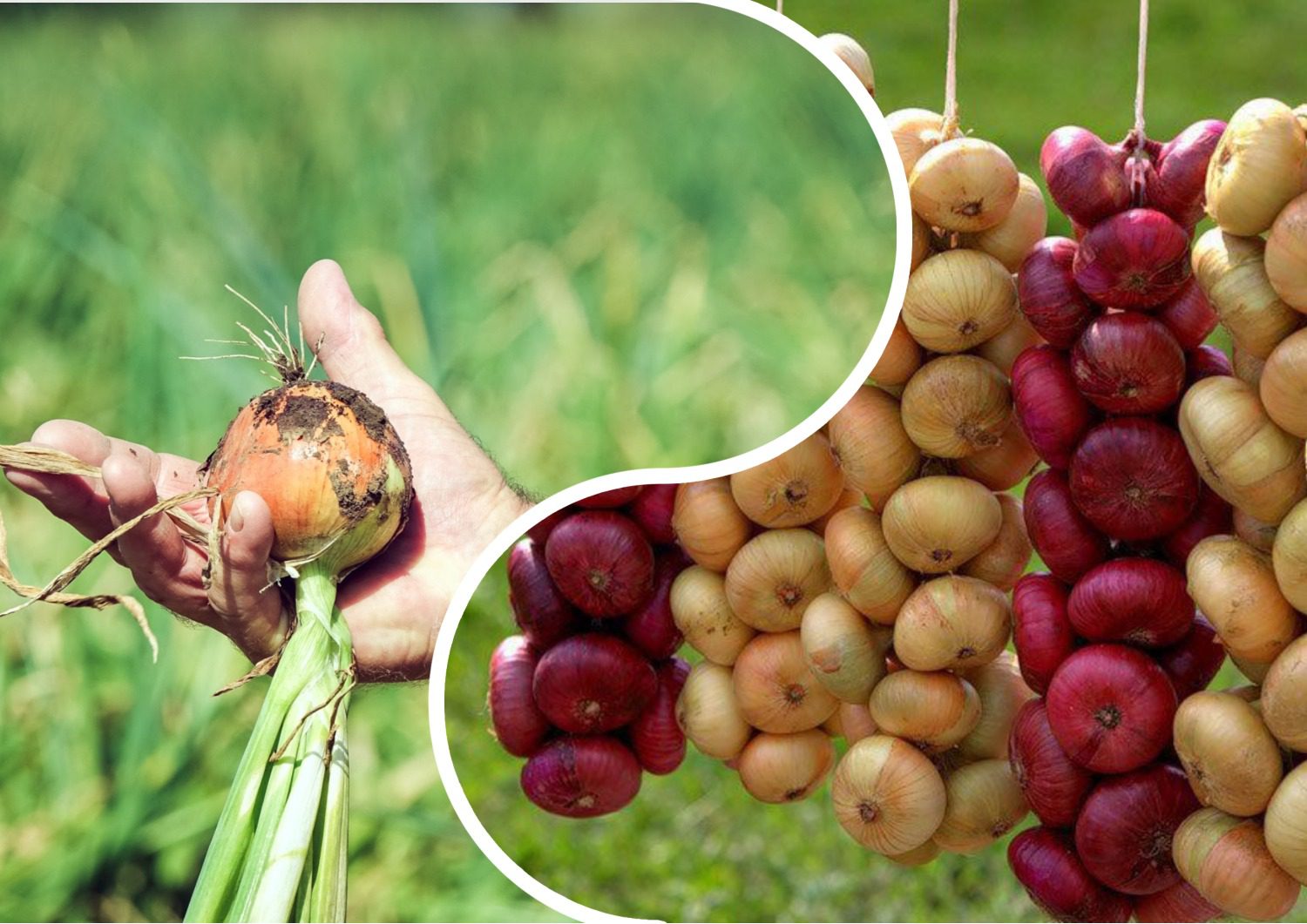 Городники розповіли, чому гниє цибуля і як цього уникнути