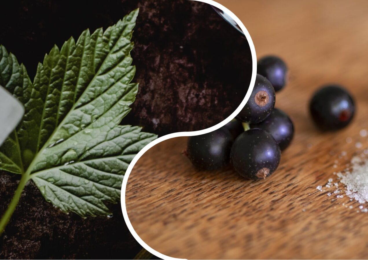 Садівники порадили найврожайніші сорти смородини