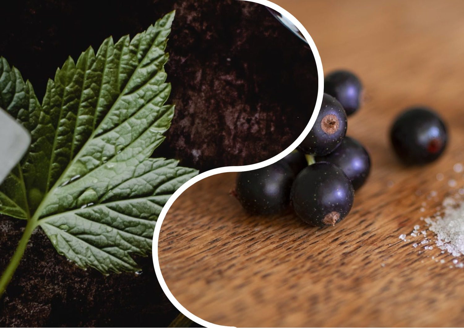 Садівники порадили найврожайніші сорти смородини