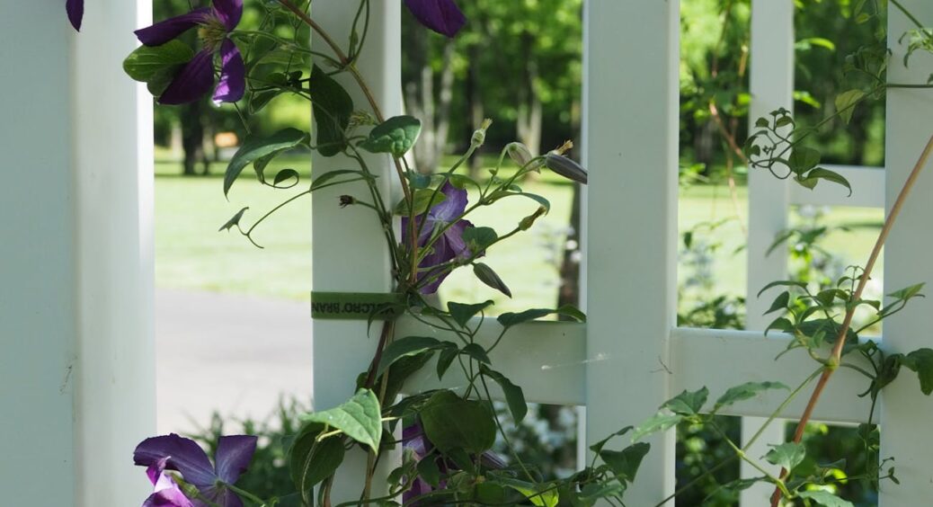 Чому сусіди дивляться на мій паркан із заздрістю: розповідаю про 5 кроків розмноження клематисів відводками 