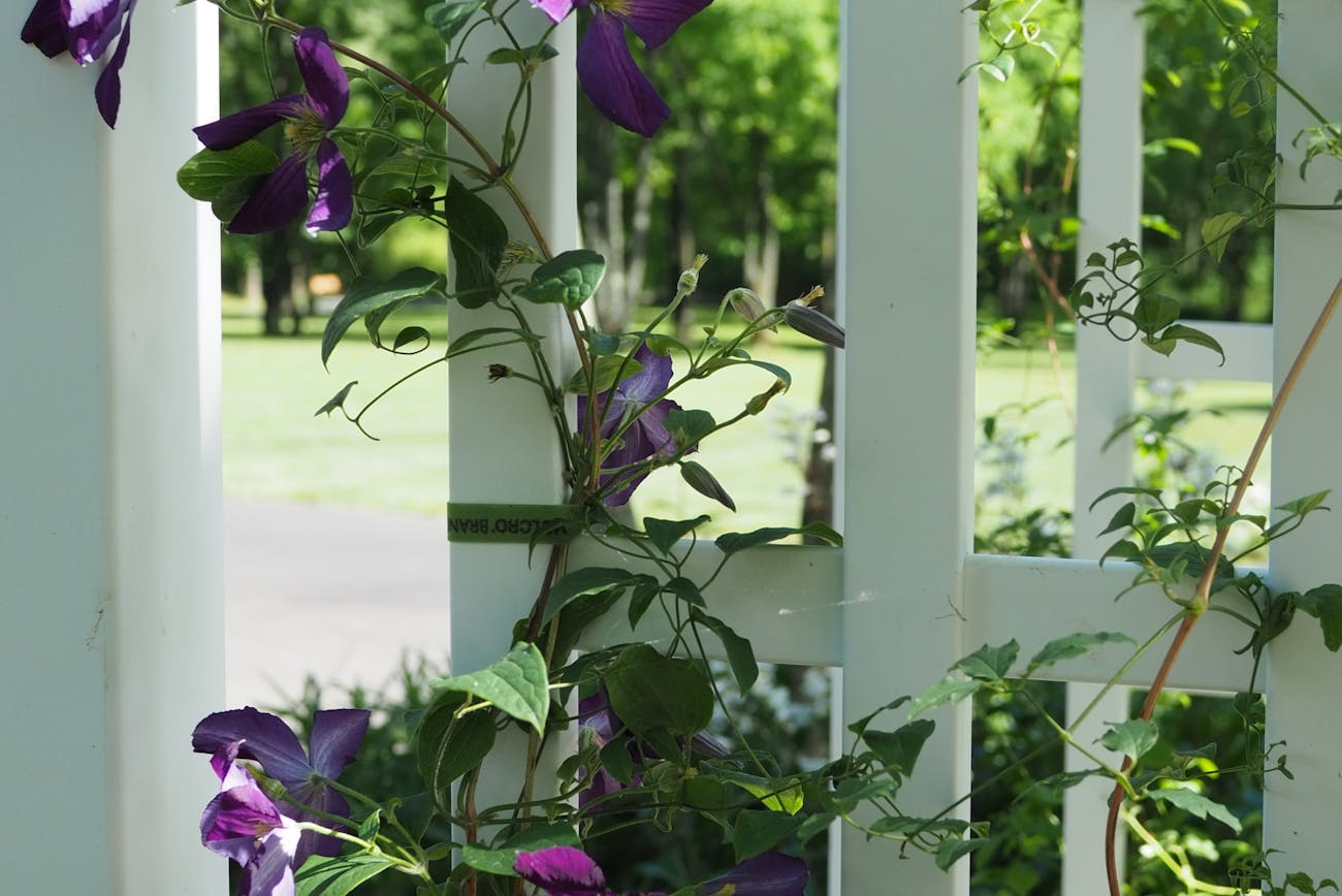 Квітникарі розповіли, як розмножити клематиси відводками