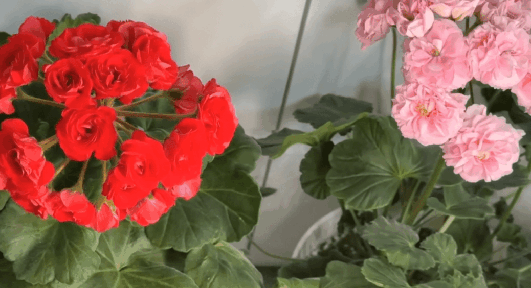 Не шкодую своїх улюбленців у вересні: щороку обрізаю герань тільки так, а вона лише буяє квітами 