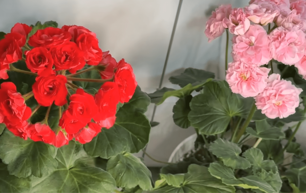 Квітникарі порадили, як правильно обрізати герань у вересні