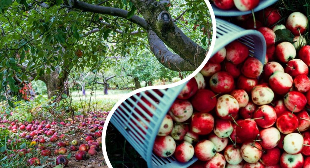 Баба Таня не викидає падалицю з яблуні, а робить добриво: ні в кого немає такого родючого ґрунту, як у неї 