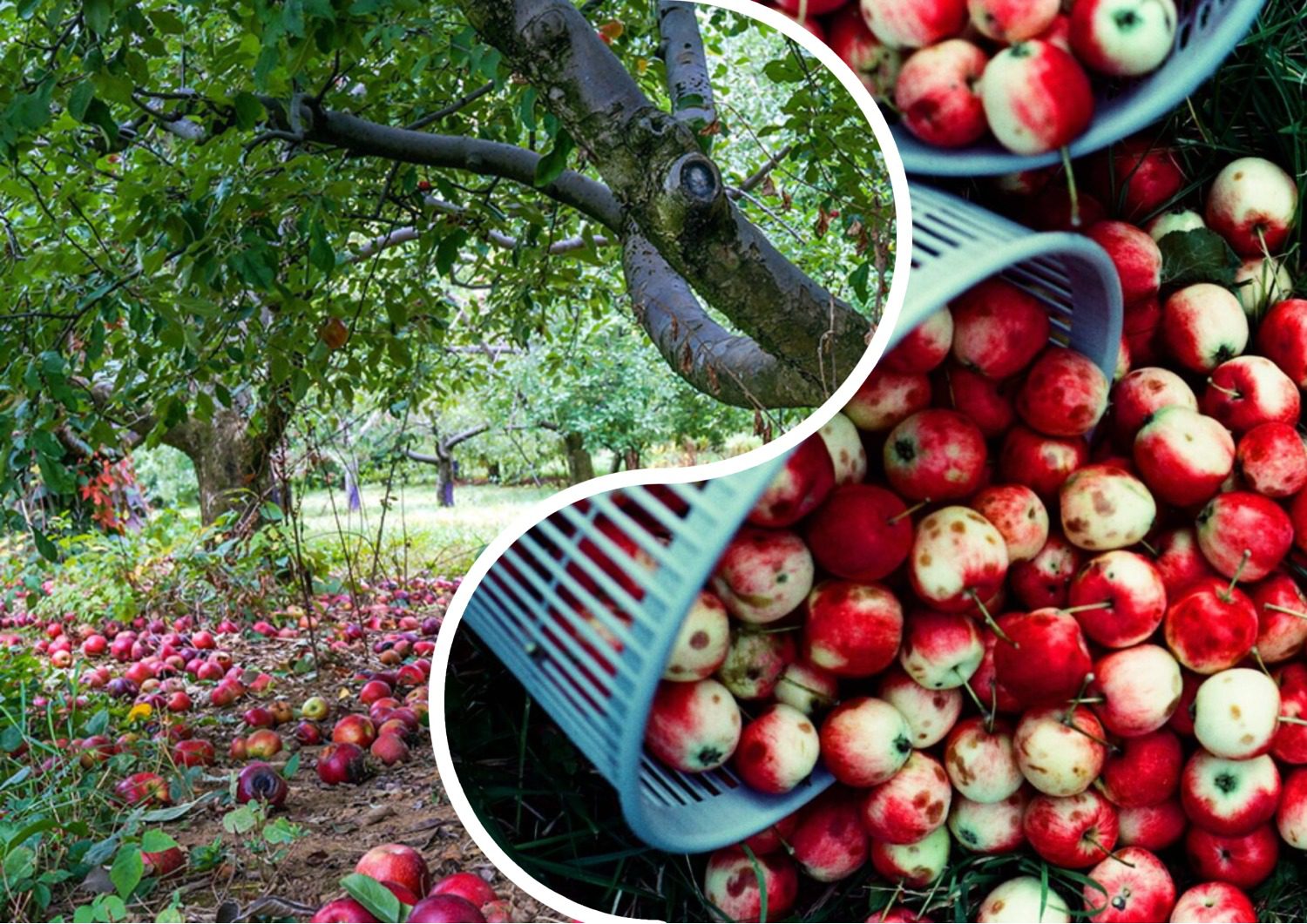 Агрономи розповіли, чим підживити яблуню влітку, аби восени мати багато плодів 