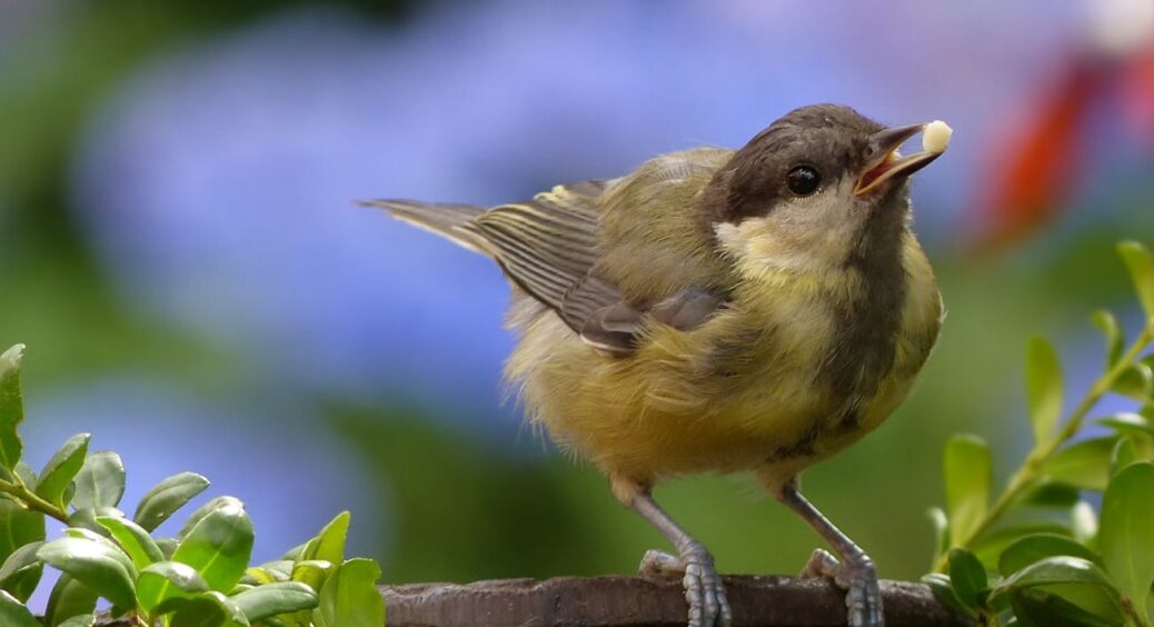 “Всезнайко” дядько Іван навчив: як у вересні допомогти садовим деревам і чагарникам позбавитися від хвороб 
