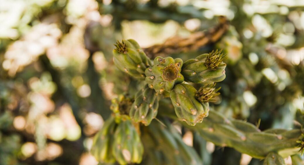 Свекруха ахнула, бо у 2025 я сама виростила каперси у себе на городі: делікатес зібрав купу компліментів 