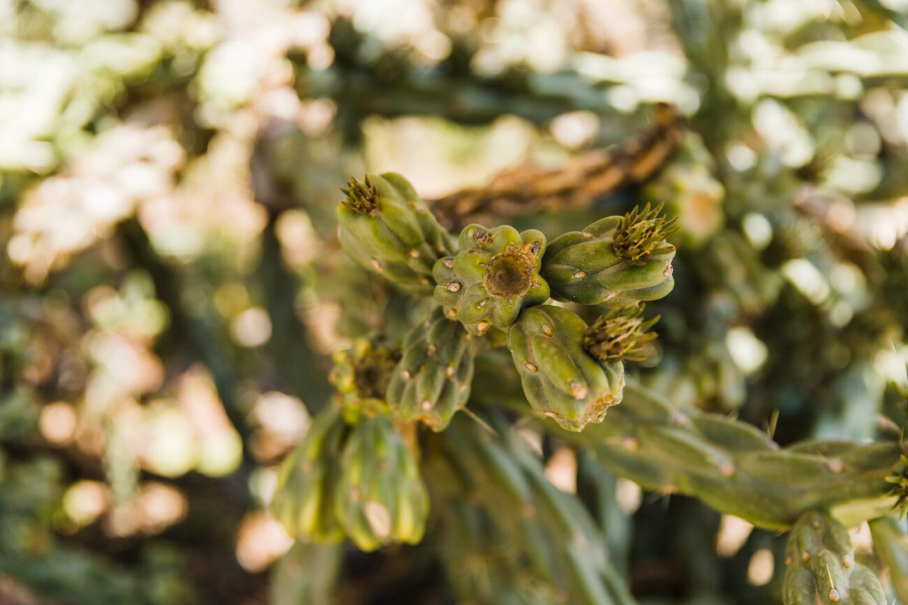 Городники пояснили, як на власному городі виростити каперси