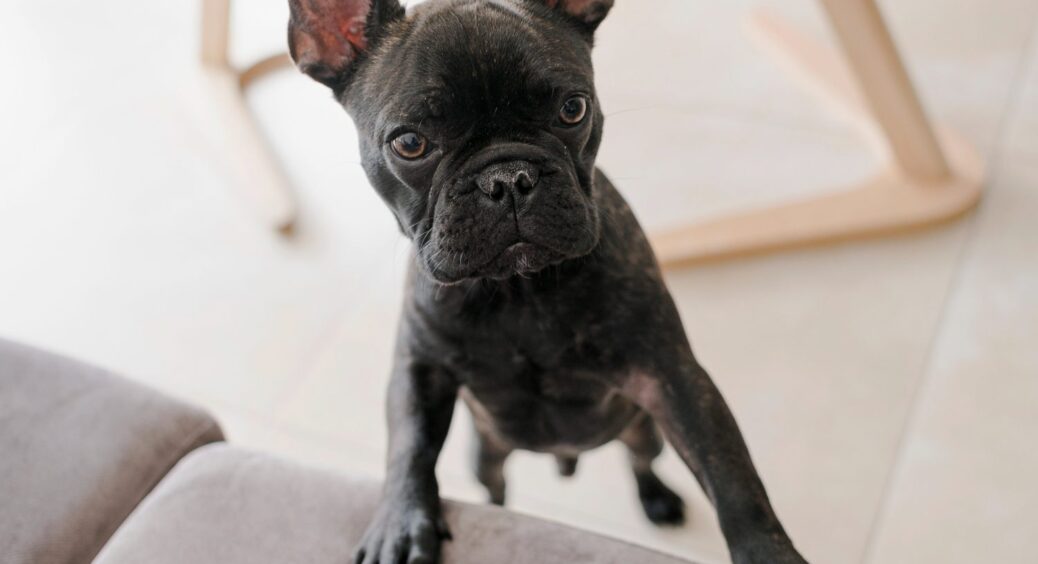 8 порід-липучок або собаки, які найбільше прив’язуються до своїх господарів: із ними хоч на край світу! 