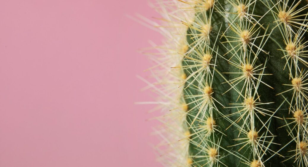 Фортуна завітає вмить: куди поставити це “диво-дерево” для залучення багатства та удачі – є 2 місця 