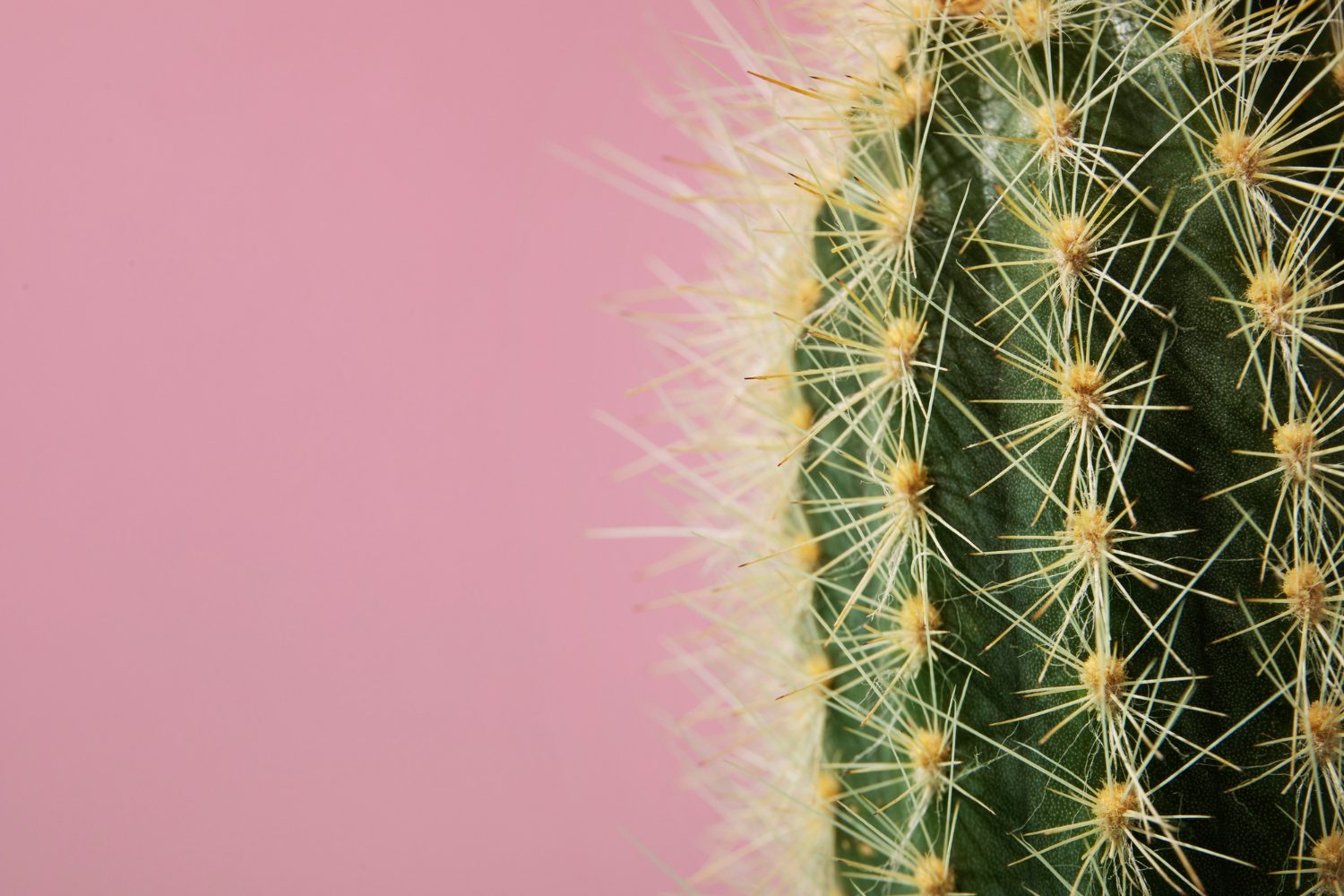 Городники назвали диво-дерево для притягування фортуни