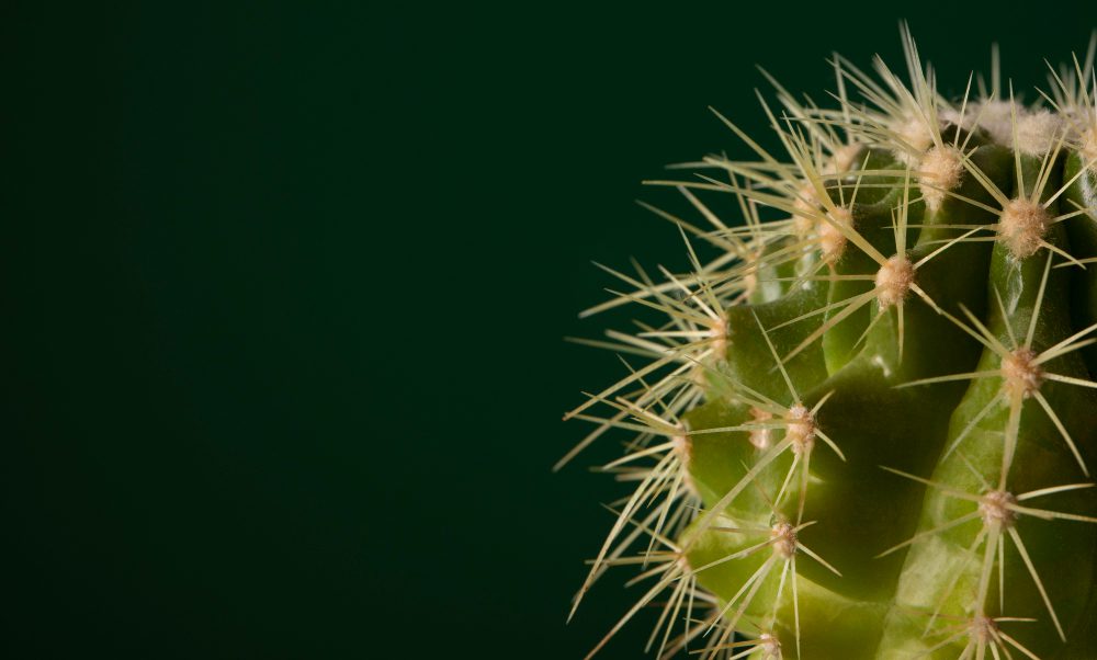 Городники назвали диво-дерево для притягування фортуни