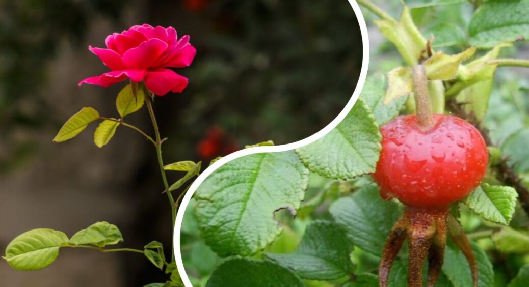 Мій шикарний кущ троянди переродився на шипшину: 4 ознаки, за якими розумієш, що королева саду стає дичкою 