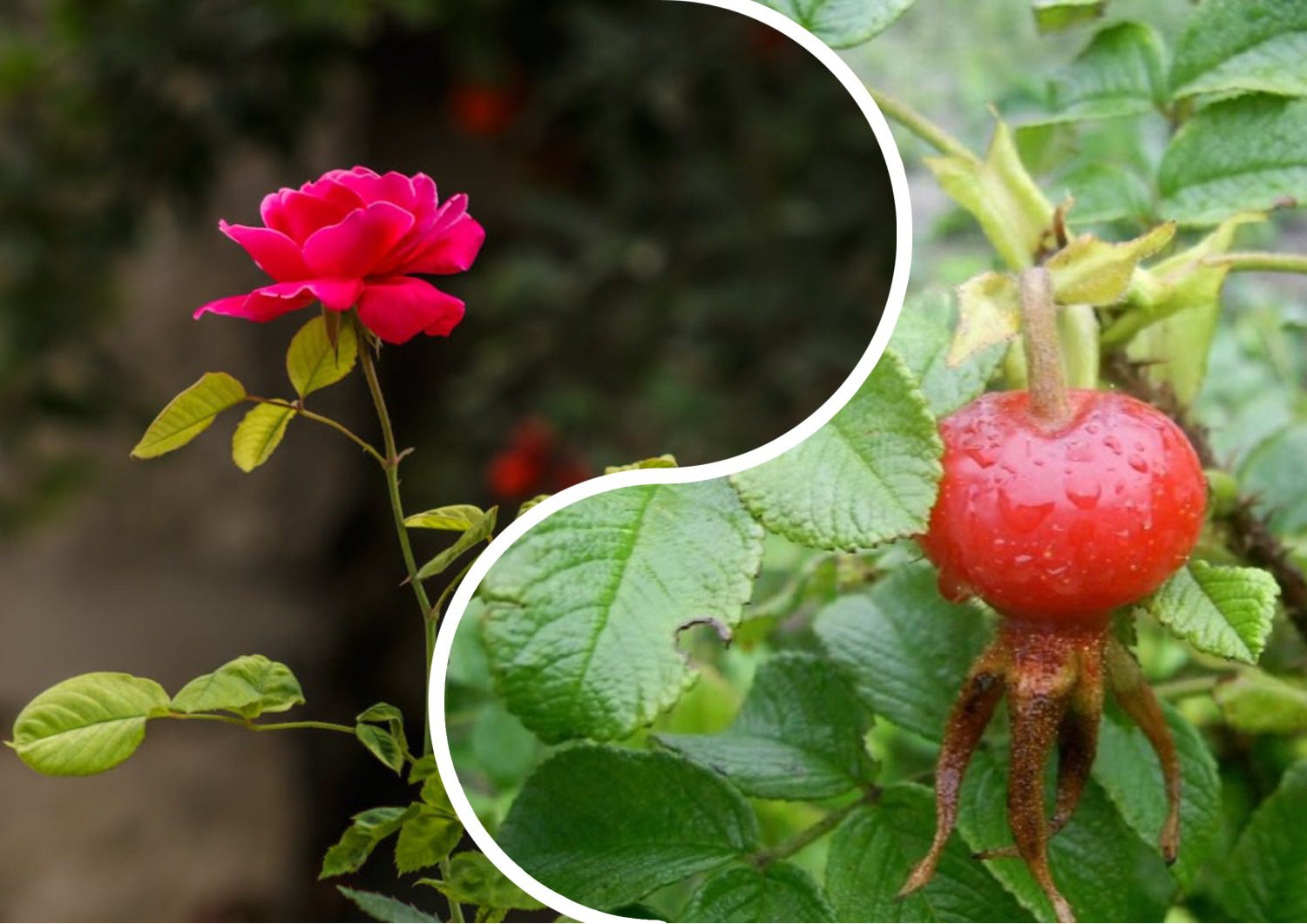 Квітникарі розповіли про ознаки того, що троянда здичавіла