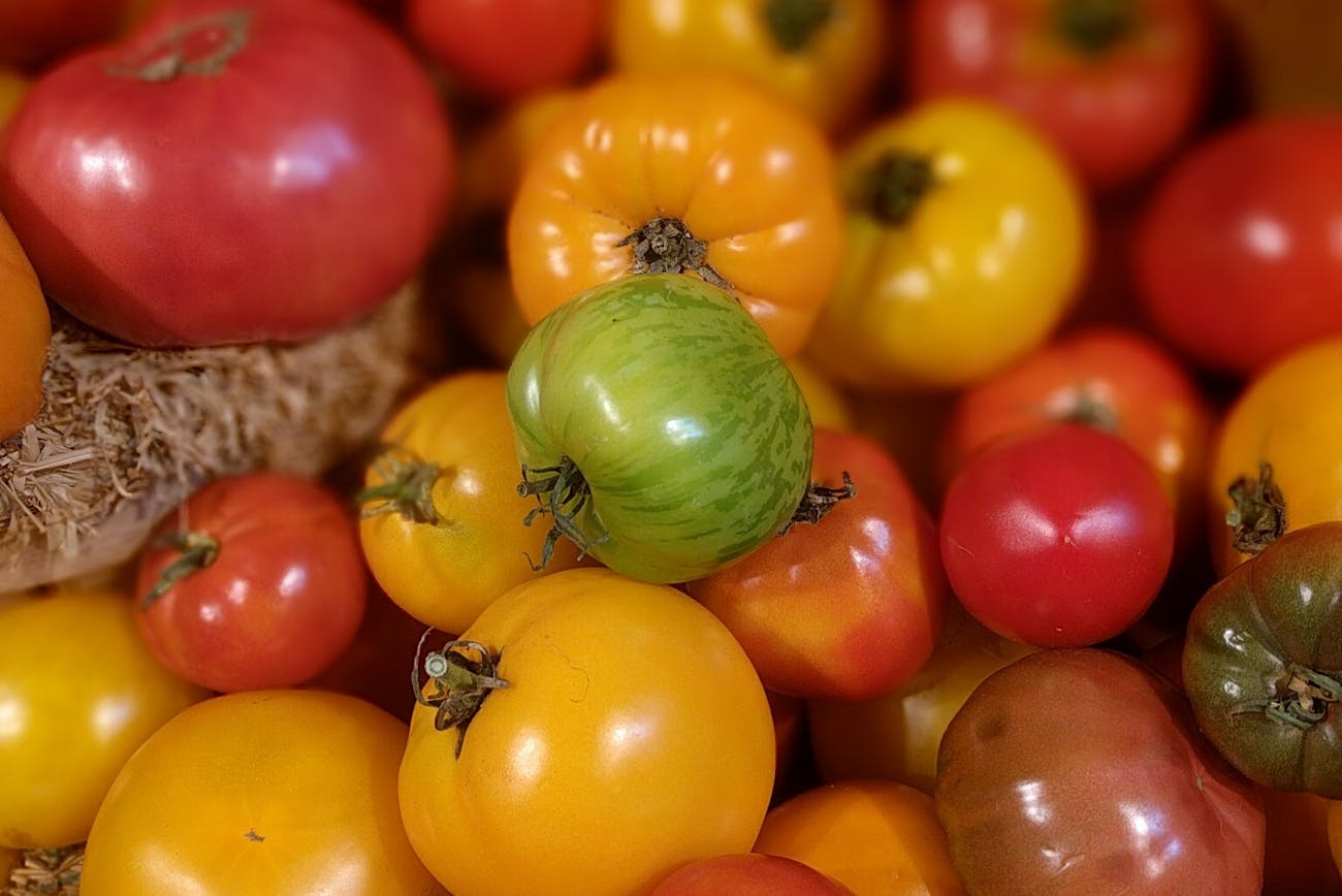 Городники розповіли про найврожайніші сорти низькорослих томатів