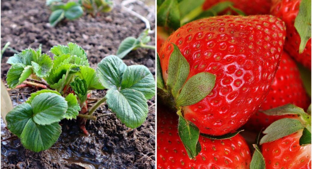 Осінній “бенкет” для полуниці: пригостила цим 1 добривом у вересні – і в новому сезоні гребу врожай мішками 