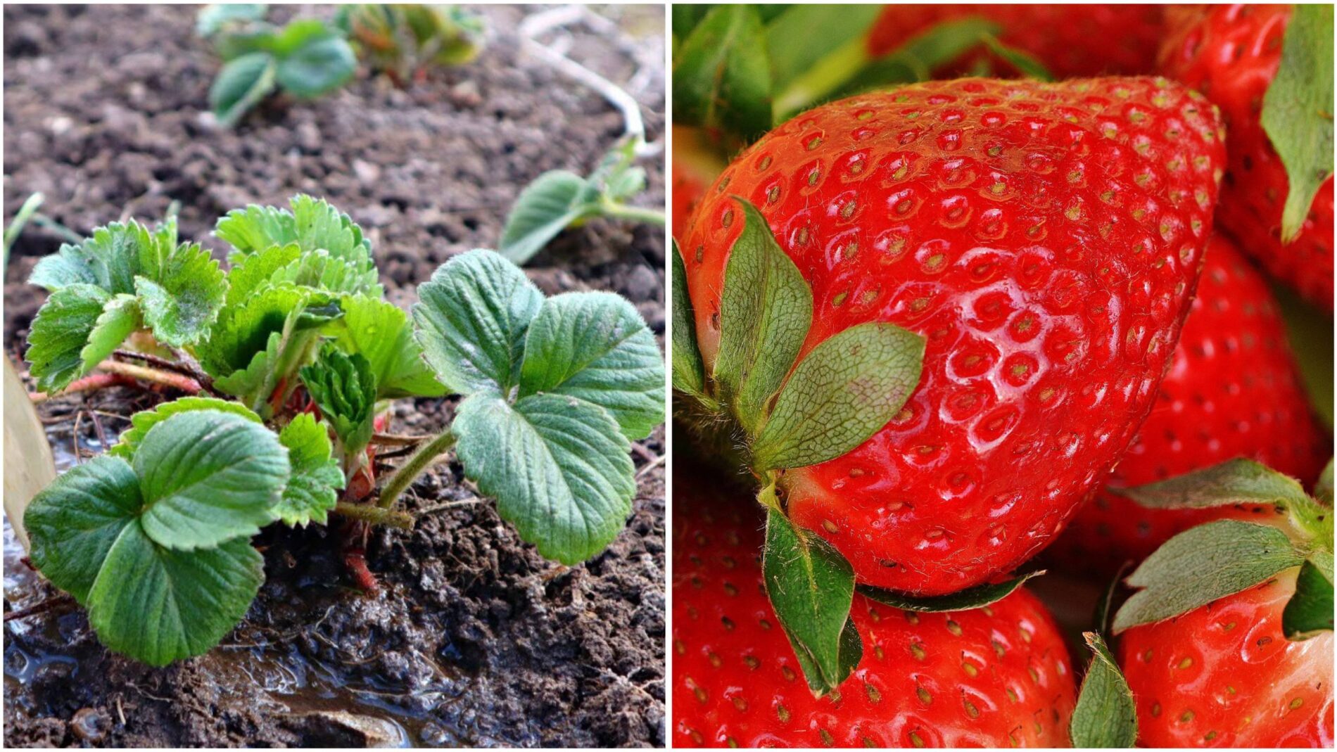 Городники розповіли, чим замульчувати полуницю восени